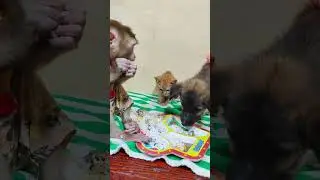 Sweet Baby Monkey Trio Adventures #animals #monkey #cute