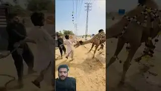 Dangerous camel🐫😱 #camel #cow #bakra #goat #eid #qurbani #animals #eiduladha #belikejibran #views
