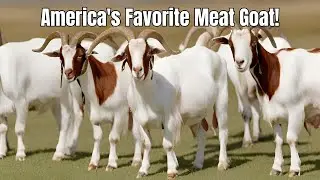 The Boer Goat America's Favourite Meat Goat