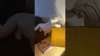 😮 Bean knocks over lamp! #cat #cute #funny #shorts