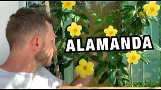 ESSA PLANTA FLORIDA COMBATE PULG&Atilde;O E COCHONILHA - ALAMANDA