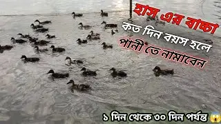 হাস এর বাচ্চা কত দিন বয়স হলে পানী তে নামাবেন 😱🦆😱 || Duck fram video 2026 🦆