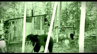 МЕДВЕДИ ХОДЯТ ВОКРУГ ИЗБЫ! СОЛОНЦЫ, КОТОРЫЕ РАБОТАЮТ. НОВЫЙ ПРИЦЕЛ SFH VARG L25 И ЕГО ПРИСТРЕЛКА.