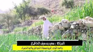 تقرير حول | زراعة الثوم | بولاية الحمراء