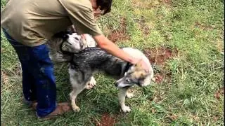 PlayingWithWolves