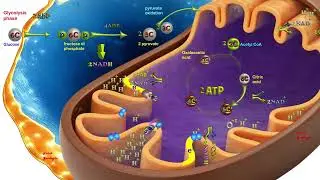 Aerobic respiration,  cellular respiration, Oksijenli solunum, Respiraci&oacute;n aer&oacute;bica, Aerobe Atmung
