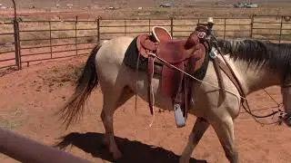 THE Secret of Horse Training   Wild Mustang Training Silver 7 months