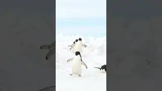 #penguin #walking #wildlife #peaceful #wildlife #antarctica #reels #nature