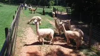 High Meadow Alpaca Farm... Phantom 3 Pro