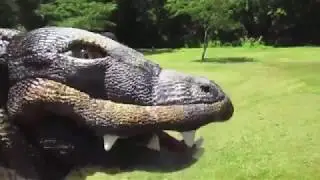 Alligator Jousting