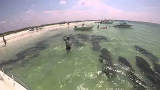 Herd of Manatees, Memorial Day 2014