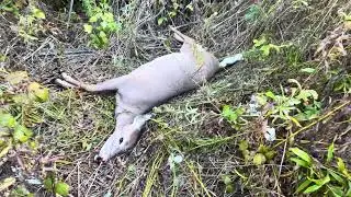 Deer Hunting 2026 Part 1