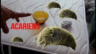Comment se d&eacute;barrasser des acariens dans un matelas ?(astuces)