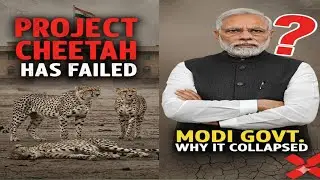 Project Cheetah: Why Modi&rsquo;s Ambitious Wildlife Dream Failed