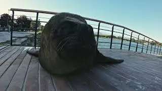 OMG sea animal resting on wooden pier | sea animal on earth | Amazing Sea Creatures Compilation