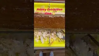 Honey Extraction Time. Some nice frames of honey to be uncapped and extracted.