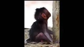 Poor adorable baby monkey trying to climbing | Cute Wild Monkey