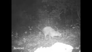 Water chevrotain video from Lope National Park, Gabon