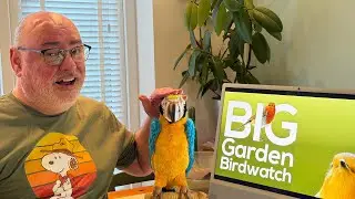 Birds Memory Quiz - RSPB Garden Birdwatch 23-25 January 2025