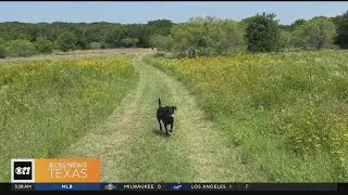 Popular app lets North Texas families turn their backyards into dog parks
