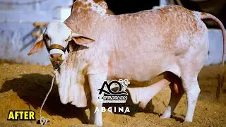 Unbelievable Transformation | Abgina of AQ Cattle Farm  | For Palai: 0336-0237367 ( Whatsapp Only )