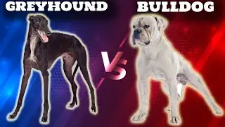 Greyhound VS American Bulldog-Comparison