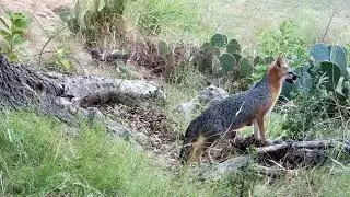 Part 6 - Gray Mother Fox Moving Baby Foxes Around - Texas Hill Country - Canyon Lake, TX