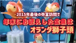 【金魚】☆になった東錦水槽にオランダをお迎えしました