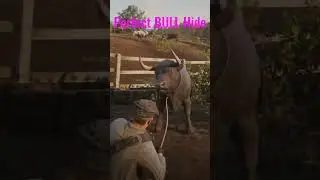 How to get Perfect BULL Hide? 🐂🐂🐂