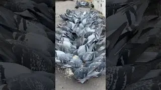 🐦 #Birds in #RunUp #game always come prepared!