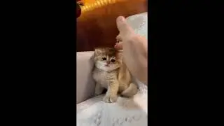 서울고양이분양 볼빵빵 애교많은 골드브리티쉬숏헤어 도레미캣 빵실이 :)