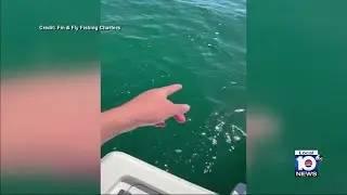 Video shows sharks circling fisherman's boat in Cocoa Beach