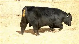 Mid-Western Angus Bull and Female sale Lot 35 RHFL 934G Rehorst Farms