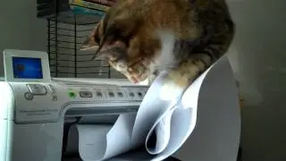 Cat vs. Printer