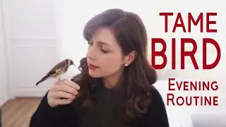 Do THIS each night to bond with your bird
