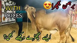 BRAHMAN Bachra😍 | Aisa Bachray Dekhe Kbhi ? |  With Prices | Onyex Cattle Farm 2022