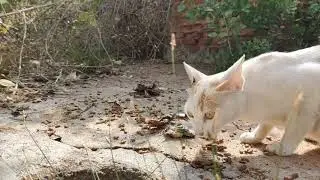 LIVE REPLAY &bull; 46 Minutes of Cats Exploring the Forest 🌿🐱 | Relaxing Nature & Wildlife Sounds