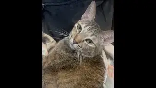Grey gets toe bean rubs in the end and she likes it!