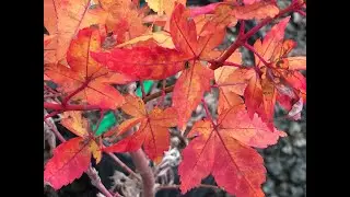 Acer palmatum 'Winter Flame' Dwarf Coral Bark Winter Flame Japanese Maple!