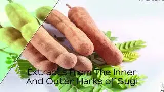 Japanese Cedar Extract is used in Chilyo Environmental Skincare Products