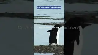 This Penguin Walked Away From Everything #wildlife #nature#viral#nihilistpenguin#penguin#existential