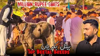 Beetal Goat Exhibition | Pakistan’s Finest Breeds | Full Documentary