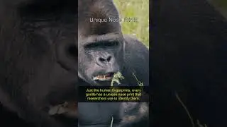 Gorillas Have Unique NOSE PRINTS! 🦍👃 #shorts #animalfacts #shortsvideo #nature #wildlife #facts