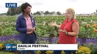 On the Go at Swan Island Dahlia Festival in Canby