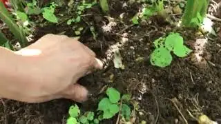Plucking Myouga at my front yard