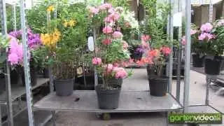 Knap Hill Azalea Homebush