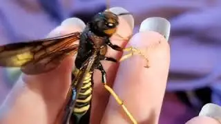 Tremex columba!