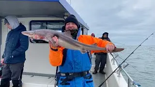 Boat Fishing for Spurdog on REEL DEAL. Ilfracombe