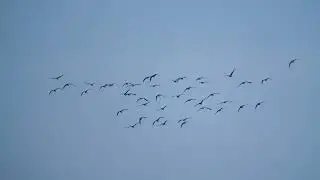 Vismig at Spurn