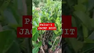 Palur-1 Jack fruit plant new arrival